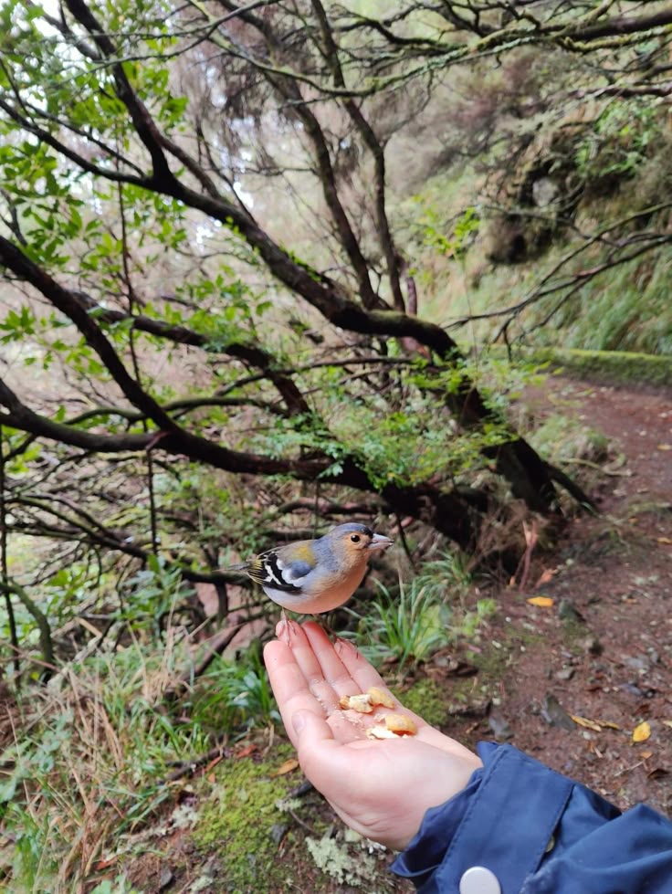 Madeira bird friends Madeira bird friends